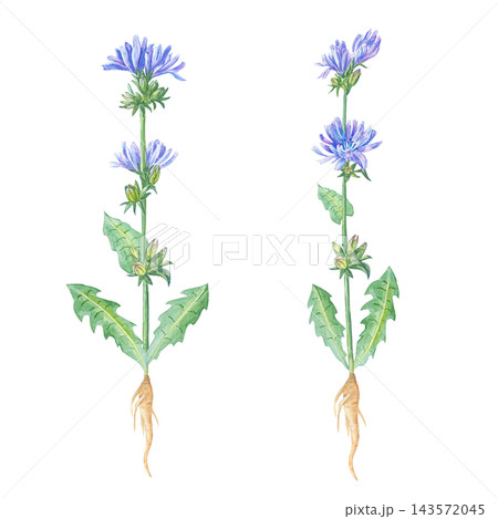 Watercolor whole chicory plant set with blue flowers, green leaves and root. Isolated element collection for healthy coffee substitute packaging and medical tea label. Detailed art Watercolor whole chicory plant set with blue flowers, green leaves and root. Isolated element collection for healthy coffee substitute packaging and medical tea label. Detailed art 143572045