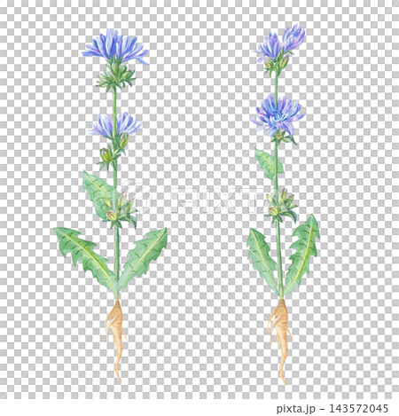 Watercolor whole chicory plant set with blue flowers, green leaves and root. Isolated element collection for healthy coffee substitute packaging and medical tea label. Detailed art Watercolor whole chicory plant set with blue flowers, green leaves and root. Isolated element collection for healthy coffee substitute packaging and medical tea label. Detailed art 143572045