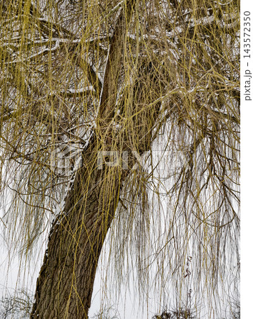 Willow tree stands in a snowy landscape with long, thin branches bending downwards. White snow covers some branches as winter progresses Willow tree stands in a snowy landscape with long, thin branches bending downwards. White snow covers some branches as winter progresses 143572350