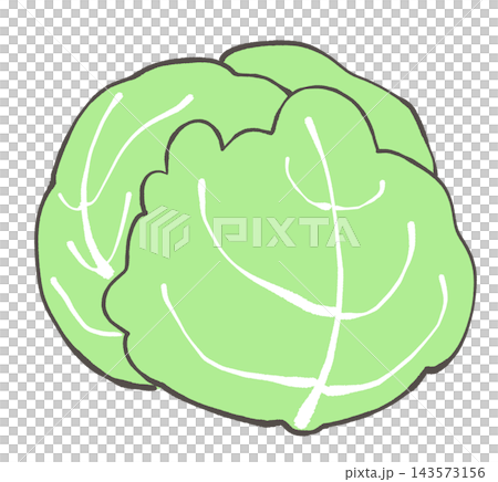 Cabbage illustration Cabbage illustration 143573156