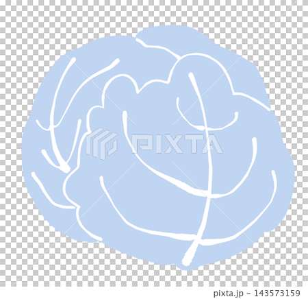 Cabbage illustration 143573159