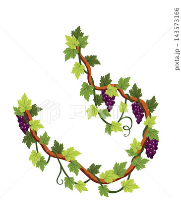 Grape bunch. Cluster of berries and leaves. Grape vine, decorative climbing plant. Fruit, growing healthy food isolated on white background Grape bunch. Cluster of berries and leaves. Grape vine, decorative climbing plant. Fruit, growing healthy food isolated on white background 143573166