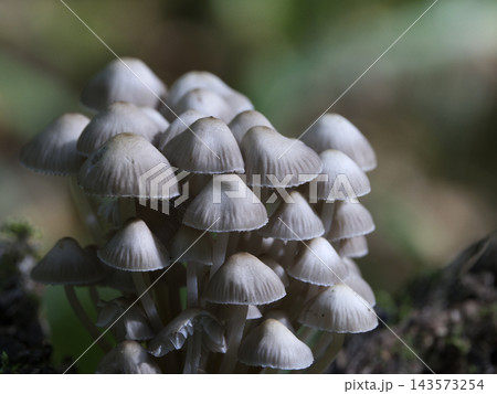 Mushrooms, growing on a tree trunk in the autumn forest. 143573254