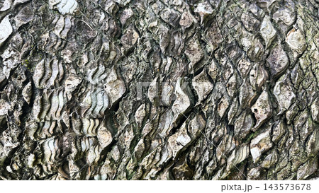 ソテツ ウロコ状の模様のテクスチャ 鹿児島県奄美大島 143573678