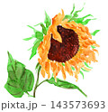 水彩で描いた枯れかけのヒマワリ261012pix7 143573693