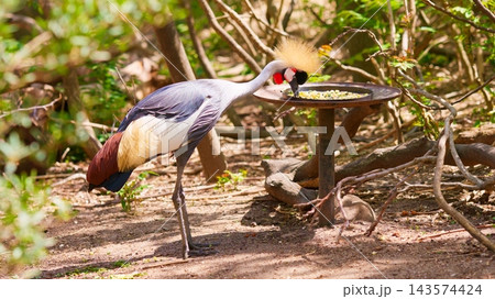 Grey crowned crane eating from a bird feeder outdoors Grey crowned crane eating from a bird feeder outdoors 143574424