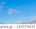 東京湾の渡り鳥01 143574435