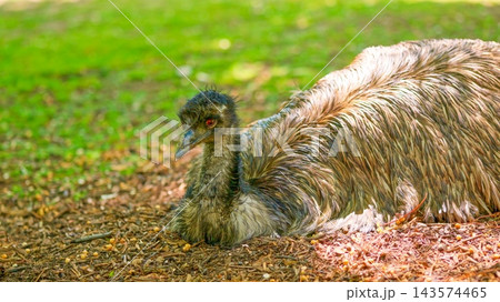 Emu bird resting on ground in nature 143574465