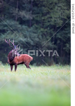 Red deer in a clearing in the forest 143575041