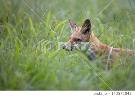 Red fox in a clearing in the wild Red fox in a clearing in the wild 143575042