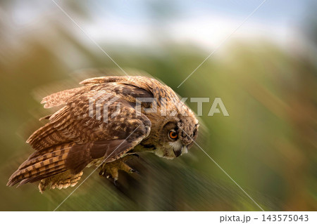 Eagle-owl in the flight Eagle-owl in the flight 143575043