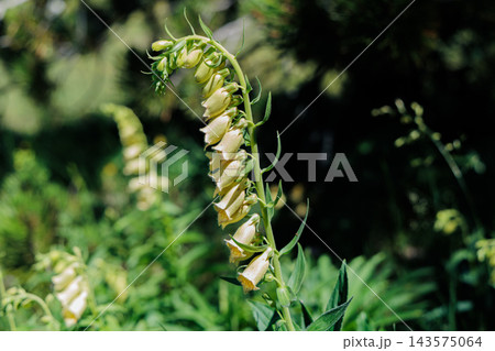 Yellow Foxglove Blooming In Woodland Garden With Bell-Shaped Wildflower Close-Up In Summer 143575064