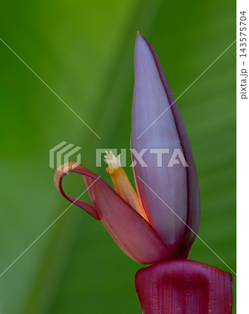 ムサ・ウェルティナの花が開花始める ムサ・ウェルティナの花が開花始める 143575704