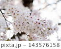 Closed up background of pink white color flower sakura (cherry) blossom 143576158