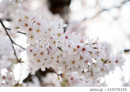 Closed up background of pink white color flower sakura (cherry) blossom Closed up background of pink white color flower sakura (cherry) blossom 143576158