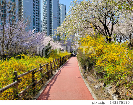 Vibrant Spring Scenery with Cherry Blossoms, Forsythia, and Park Trails Vibrant Spring Scenery with Cherry Blossoms, Forsythia, and Park Trails 143576159