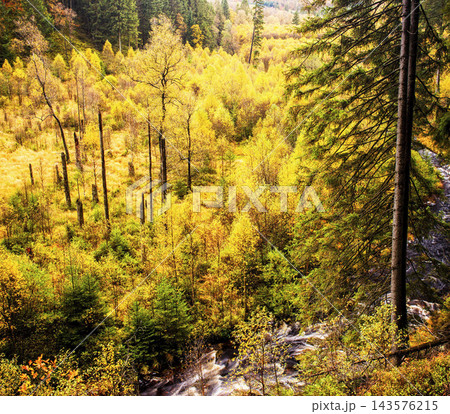 forest on the hillside in autumn 143576215