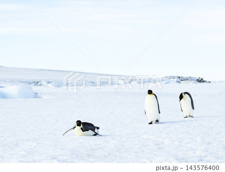 penguins on the background of the mountains 143576400