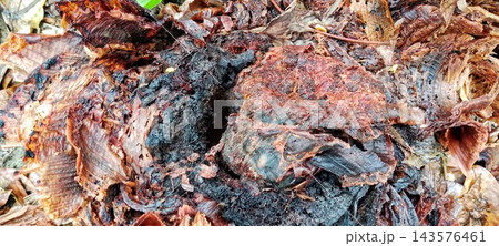 Rotting Banana Tree Trunk Decomposing On Ground Rotting Banana Tree Trunk Decomposing On Ground 143576461