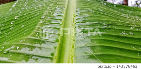 Wet Green Banana Leaf With Raindrops After Rain 143576462