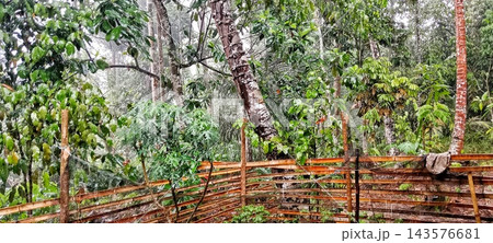 Heavy Rain Falling On Bamboo Fence In Forest Heavy Rain Falling On Bamboo Fence In Forest 143576681
