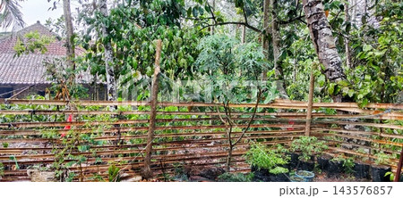 Rain Falling On Bamboo Fence Garden With Village House 143576857
