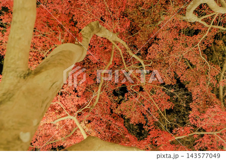 ライトアップ 紅葉したモミジ ライトアップ 紅葉したモミジ 143577049