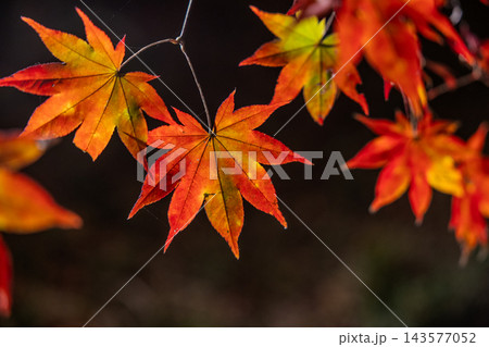 ライトアップされた真っ赤な紅葉 ライトアップされた真っ赤な紅葉 143577052