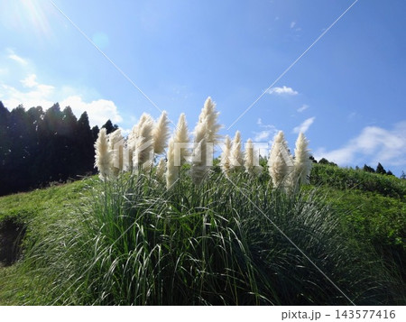 パンパスグラスと秋晴れの空 パンパスグラスと秋晴れの空 143577416