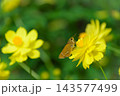 キバナコスモス 143577499
