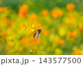 キバナコスモス 143577500