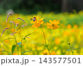 キバナコスモス 143577501