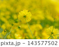 キバナコスモス 143577502