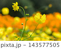 キバナコスモス 143577505