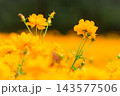 キバナコスモス 143577506