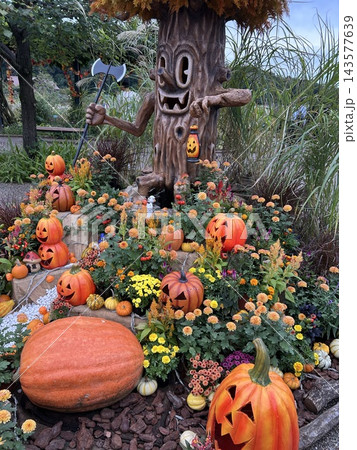 秋色に彩られたハロウィンガーデン ～かぼちゃと花々が奏でる秋の風景～ 143577639