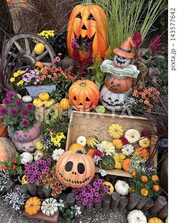 秋色に彩られたハロウィンガーデン ~かぼちゃと花々が奏でる秋の風景~ 秋色に彩られたハロウィンガーデン ~かぼちゃと花々が奏でる秋の風景~ 143577642