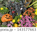 秋色に彩られたハロウィンガーデン ～かぼちゃと花々が奏でる秋の風景～ 143577663