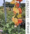 秋色に彩られたハロウィンガーデン ～かぼちゃと花々が奏でる秋の風景～ 143577667