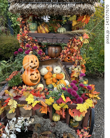 秋色に彩られたハロウィンガーデン ~かぼちゃと花々が奏でる秋の風景~ 秋色に彩られたハロウィンガーデン ~かぼちゃと花々が奏でる秋の風景~ 143577670
