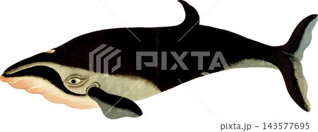 ニタリクジラの写生画イラスト素材背景透過PNG 143577695