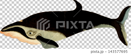 ニタリクジラの写生画イラスト素材背景透過PNG 143577695
