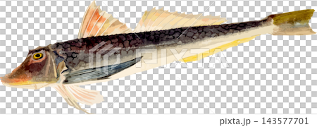 ホウボウの博物図和風イラスト素材背景透過PNG ホウボウの博物図和風イラスト素材背景透過PNG 143577701