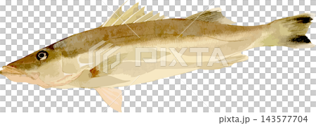 Japanese-style illustration of a Suzuki fish (transparent PNG background) Japanese-style illustration of a Suzuki fish (transparent PNG background) 143577704