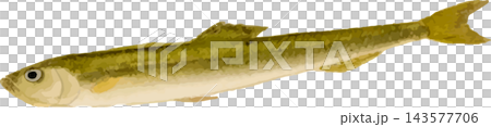 胡瓜魚（日本冰魚）插圖 - 透明 PNG 圖片 143577706