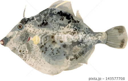 カワハギの写生画和風イラスト素材背景透過PNG 143577708