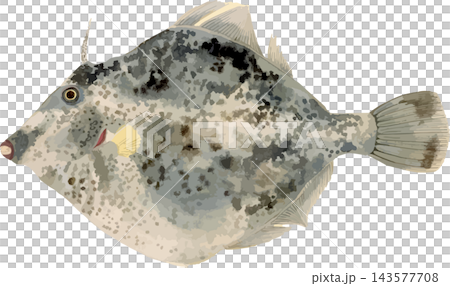 カワハギの写生画和風イラスト素材背景透過PNG 143577708