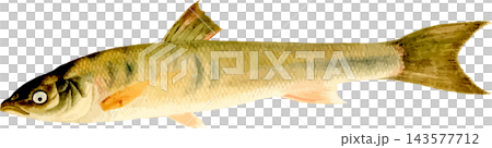 日式風格的鯪魚(ugui)插圖 - 透明 PNG 背景。 日式風格的鯪魚(ugui)插圖 - 透明 PNG 背景。 143577712