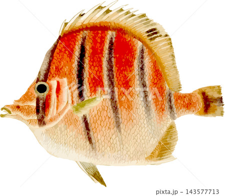 鮮やかな縞模様のテングダイ写生画イラスト素材背景透過PNG 143577713