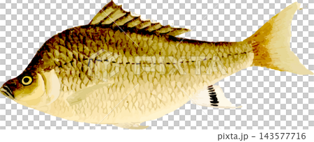 小型鯽魚的自然歷史插圖,日式風格,透明背景 PNG 格式。 小型鯽魚的自然歷史插圖,日式風格,透明背景 PNG 格式。 143577716
